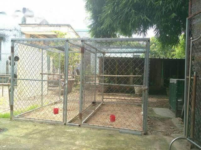 Hướng dẫn cách làm chuồng chạy tốt nhất cho gà chọi 1286777747