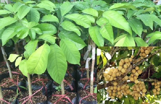 Nằm mơ thấy bon bon đánh con gì để thắng lớn?  911621322