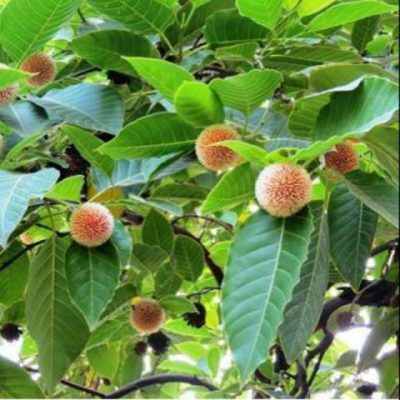 Nằm mơ thấy cá chọi vàng đánh con gì lớn?  913192901