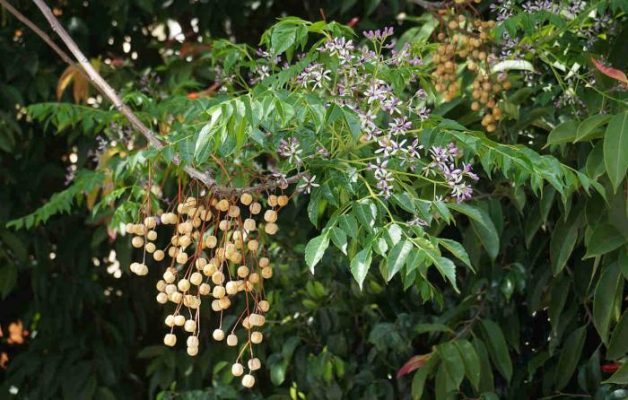 Nằm mơ thấy cây đánh con gì?  163969098