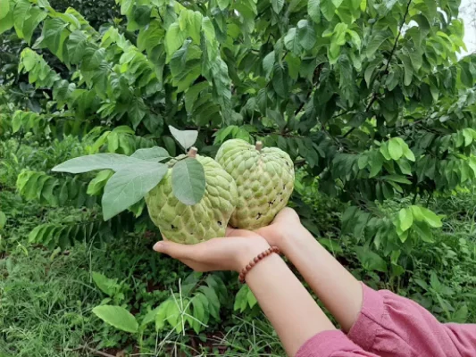 Nằm mơ thấy cây ổi / cây ổi, trúng lớn có ý nghĩa gì?  276097040