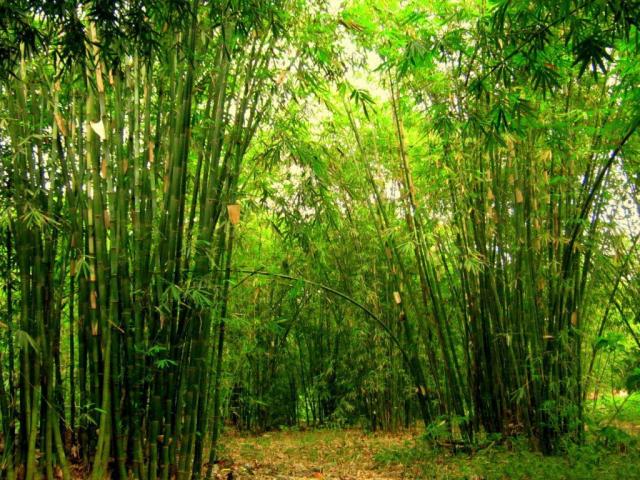 Nằm mơ thấy cây tre có ý nghĩa gì? Số bao nhiêu nên được đánh số?