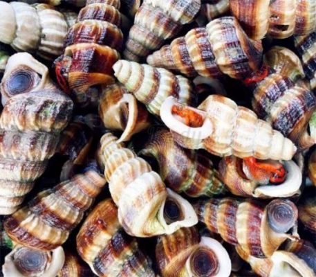 Nằm mơ thấy ốc sên có ý nghĩa gì?  2075305721
