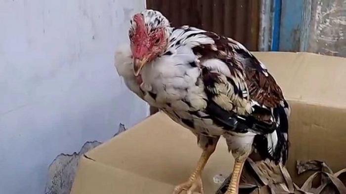 Gà thở khò khè: Nguyên nhân và cách chữa