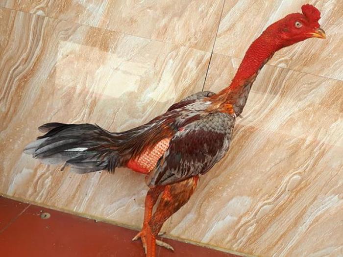 Cách bôi tinh bột nghệ cho gà chọi siêu khỏe