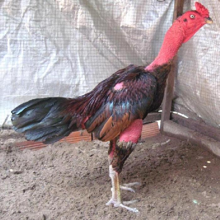 Cách bôi tinh bột nghệ cho gà chọi siêu khỏe