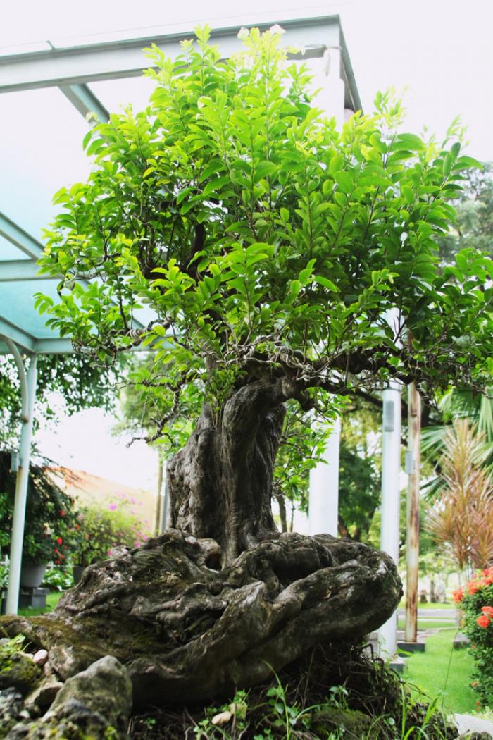 Nằm mơ thấy đại bàng cải thiện vận may có ý nghĩa gì?