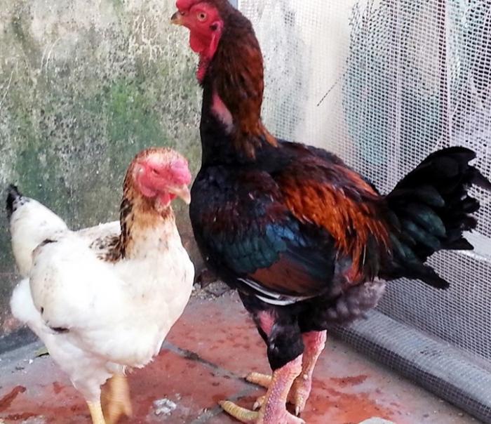 Gà hồ là gì? Cách chọn gà hồ chất lượng?