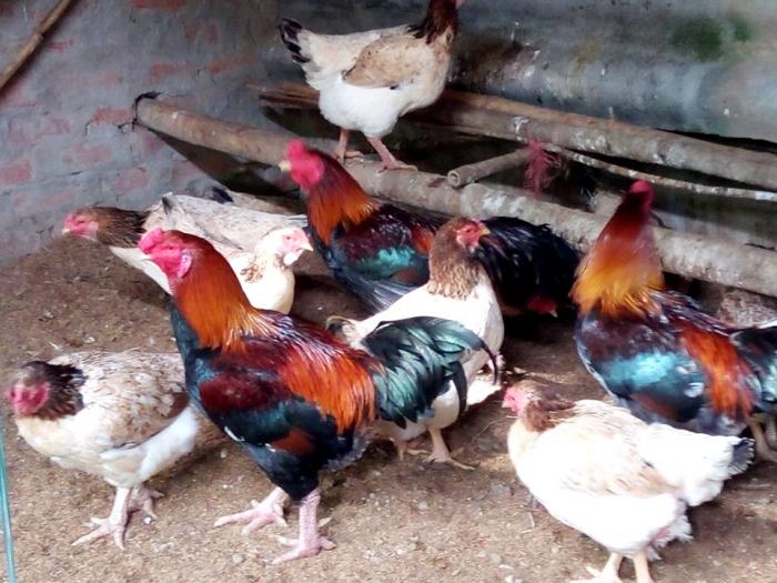Gà hồ là gì? Cách chọn gà hồ chất lượng?