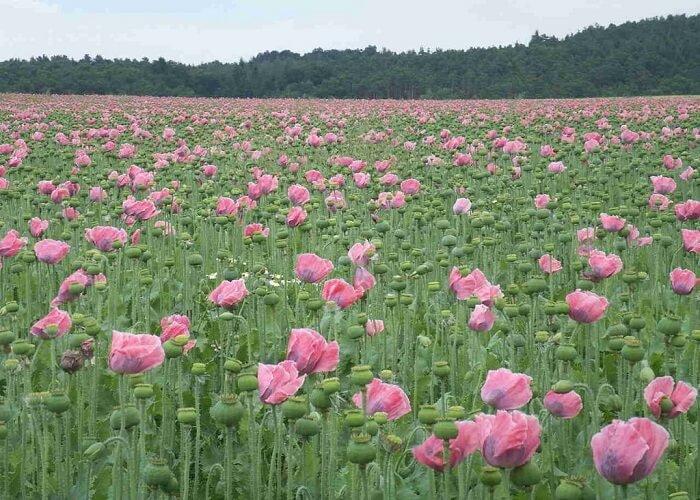 Nằm mơ thấy hoa anh túc là điềm báo tốt hay xấu?
