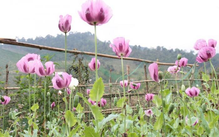 Nằm mơ thấy hoa anh túc là điềm báo tốt hay xấu?