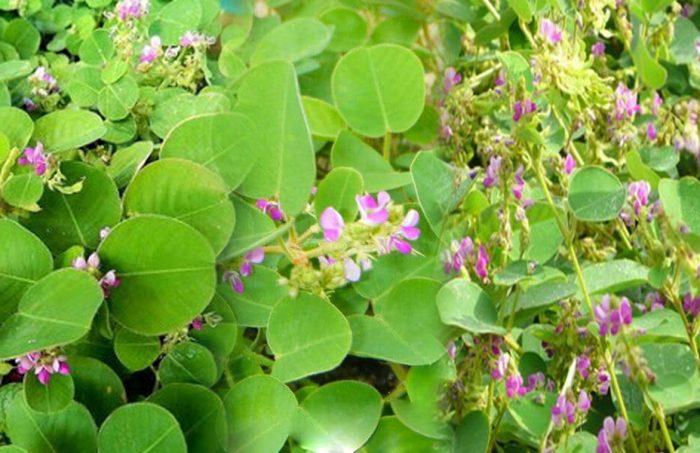 Nằm mơ thấy con bò tiền đánh con nào trúng số độc đắc?