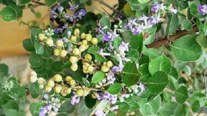 Nằm mơ thấy con bò tiền đánh con nào trúng số độc đắc?