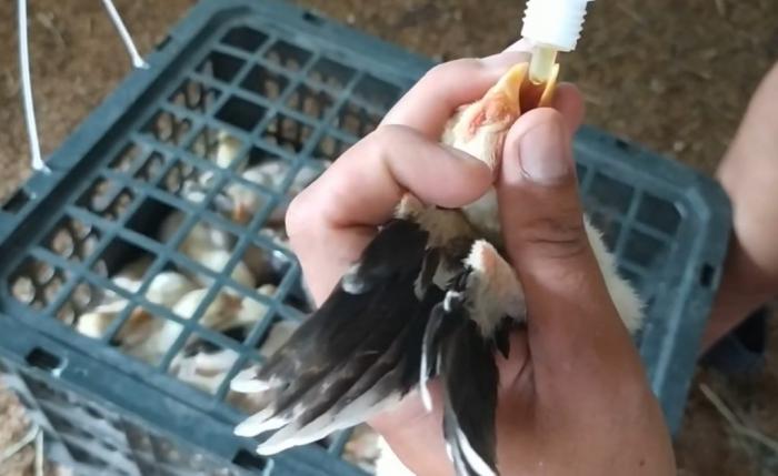 Cách tiêm phòng cho gà chọi?
