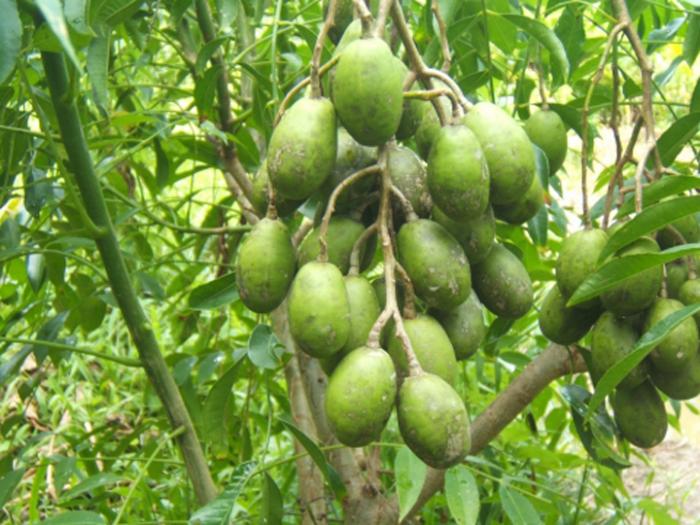 Nằm mơ thấy cây cóc và các con số liên quan