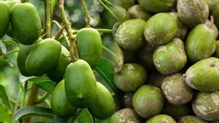 Nằm mơ thấy cây cóc và các con số liên quan