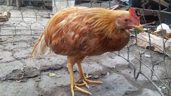 Cách chữa gà bị khô chân teo như thế nào?