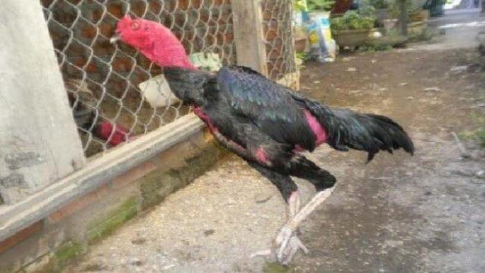Cách chữa gà bị khô chân teo như thế nào?