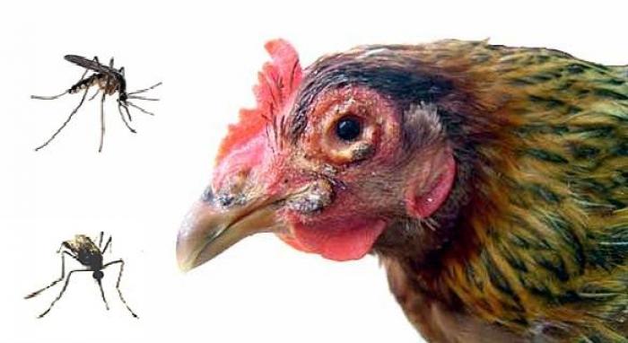 Hé lộ top 10 bệnh thường gặp ở gà chọi