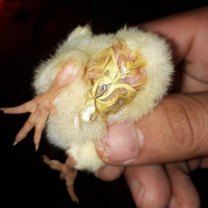 Hé lộ top 10 bệnh thường gặp ở gà chọi