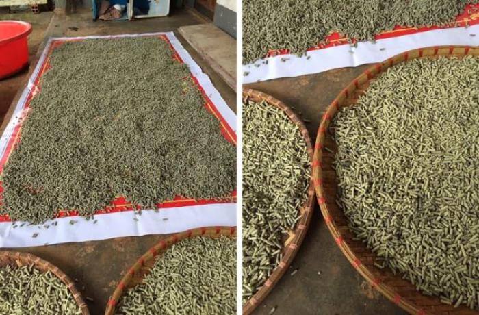 Trả lời câu hỏi có nên nuôi cám cho gà chọi hay không? 910190509