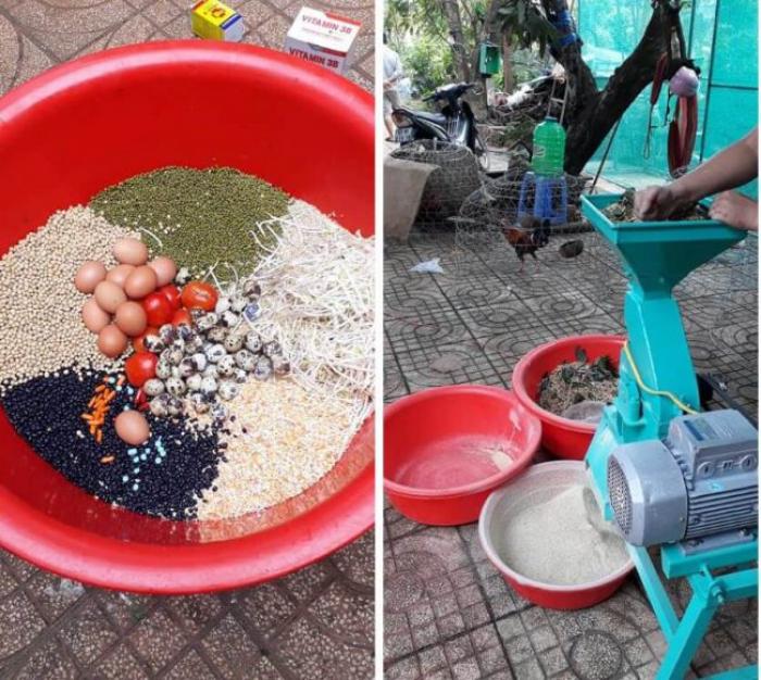 Trả lời câu hỏi có nên nuôi cám cho gà chọi hay không? 910190509