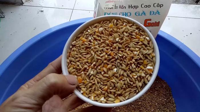Trả lời câu hỏi có nên nuôi cám cho gà chọi hay không? 910190509