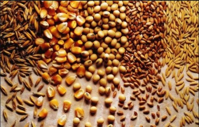 Hướng dẫn cách làm cốm tốt nhất cho gà chọi