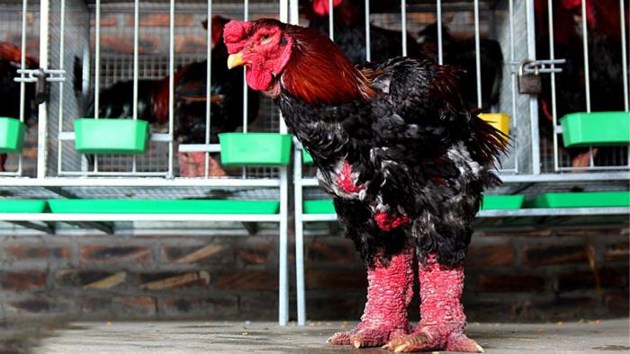Gà đông lạnh là gì? Cách nuôi gà đông tảo cụ thể như thế nào?