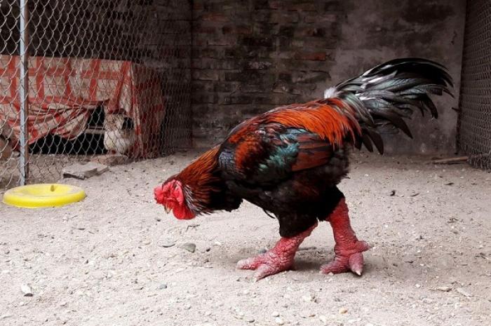 Gà đông lạnh là gì? Cách nuôi gà đông tảo cụ thể như thế nào?