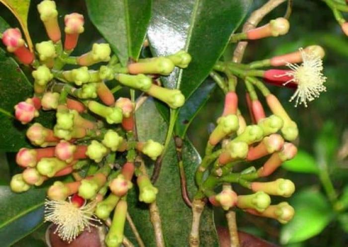 Phân tích giấc mơ của tử đinh hương và các con số liên quan