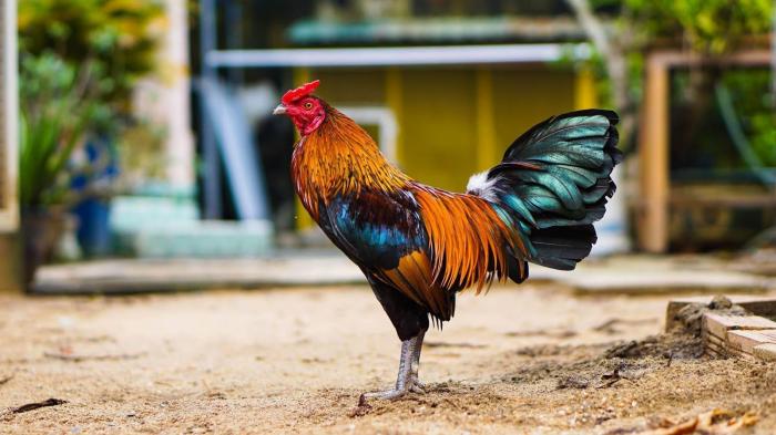 Thông tin thú vị về thuốc tiêm gián