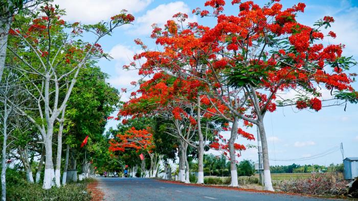 Nằm mơ thấy cây phượng có ý nghĩa gì? Chơi gì để trúng số?