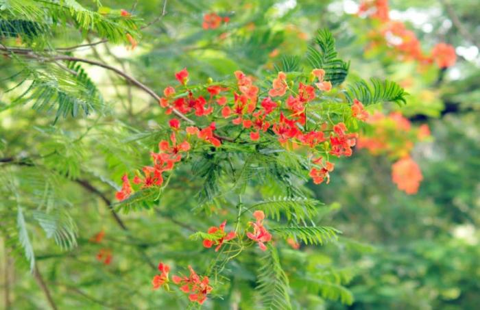 Nằm mơ thấy cây phượng có ý nghĩa gì? Chơi gì để trúng số?
