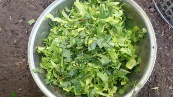 Khám phá 10 thức ăn tốt nhất cho gà