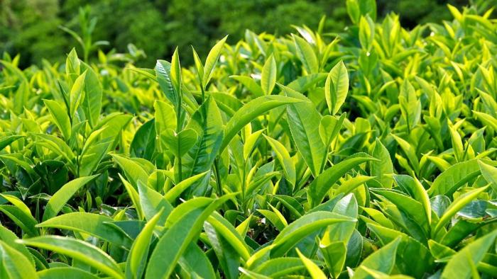 Khám phá 10 thức ăn tốt nhất cho gà