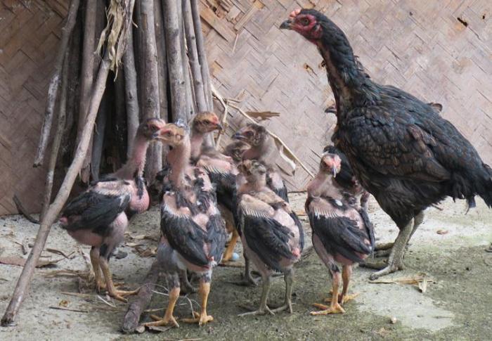 Tiết lộ cách nuôi gà mau tăng trọng cực đơn giản