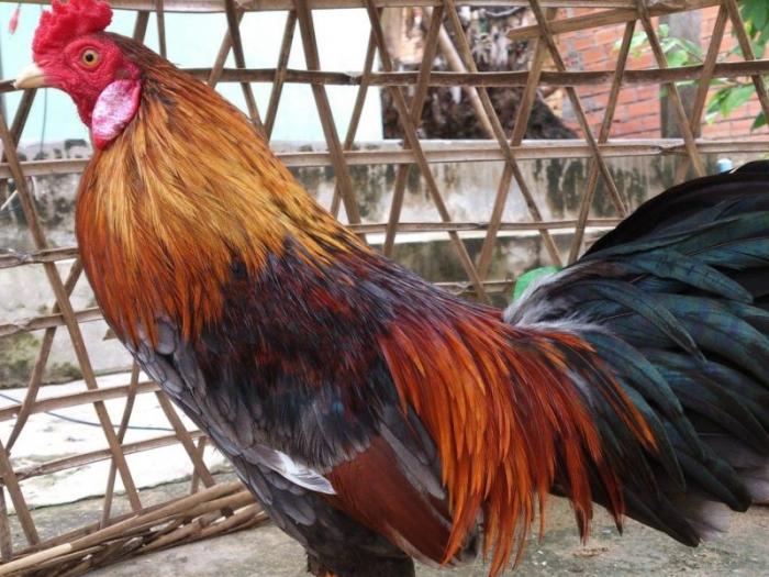 Tiết lộ cách nuôi gà mau tăng trọng cực đơn giản