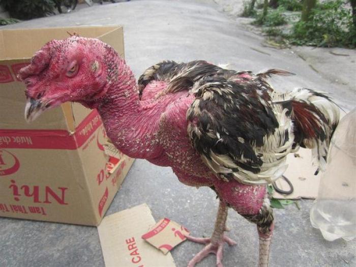 Tiết lộ cách nuôi gà mau tăng trọng cực đơn giản