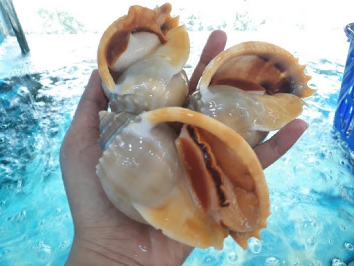 Nằm mơ thấy ốc tỏi đánh con gì lớn? 1246221874
