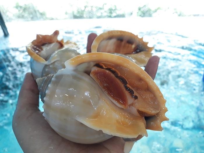 Nằm mơ thấy ốc tỏi đánh con gì lớn? 1246221874