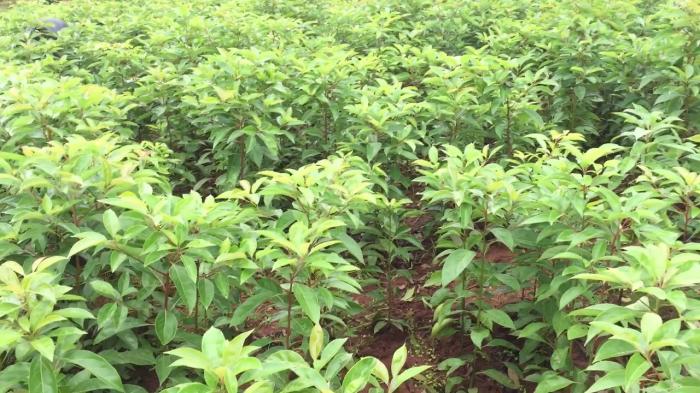 Nằm mơ thấy cây xá xị đánh con gì?