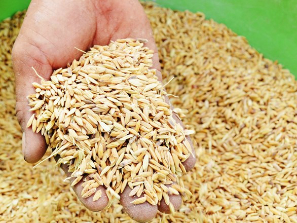 Gà tre là gì? Tìm hiểu về đặc điểm của gà tre