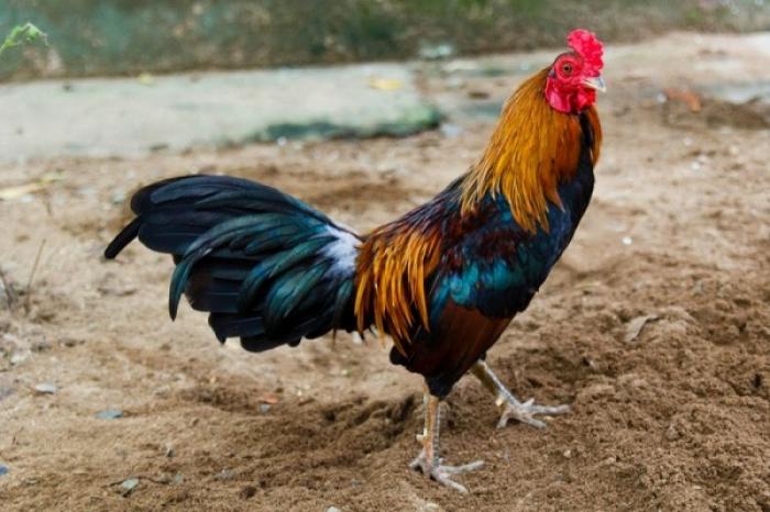 Gà tre là gì? Tìm hiểu về đặc điểm của gà tre