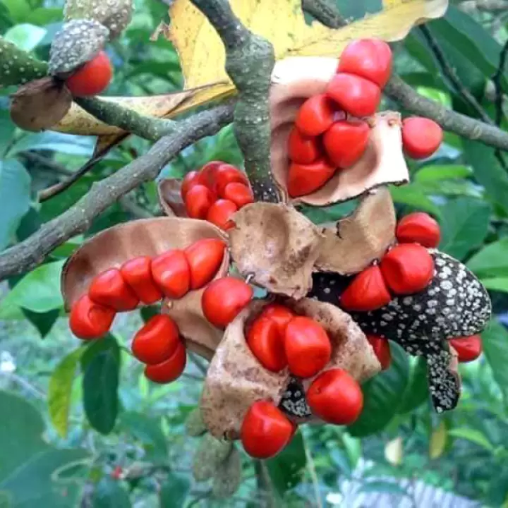Nằm mơ thấy cây là điềm tốt hay xấu, nên đánh con số nào?