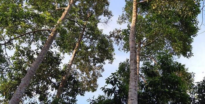 Nằm mơ thấy cây là điềm tốt hay xấu, nên đánh con số nào?