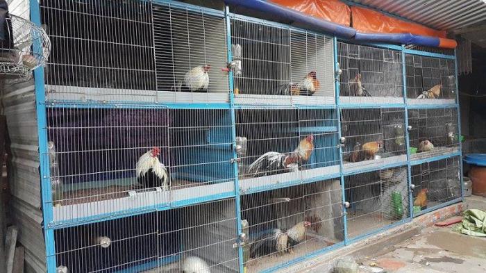Tìm hiểu chi tiết mô hình kinh doanh chăn nuôi gà