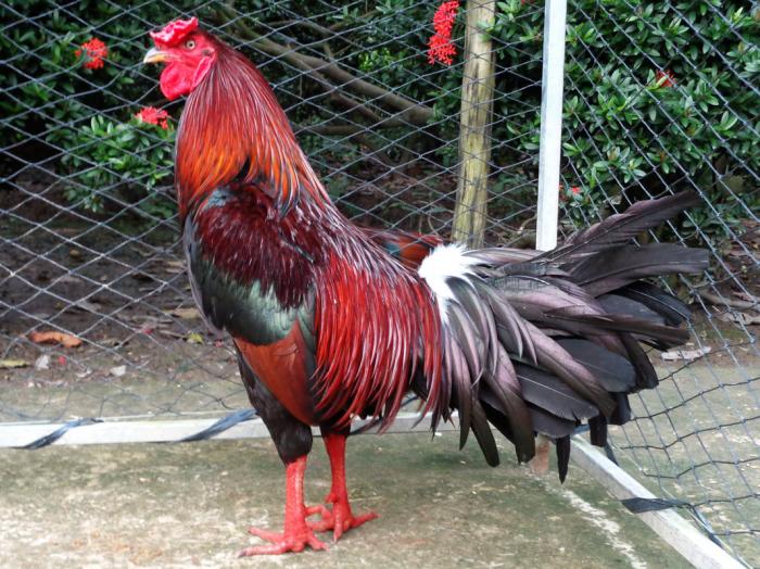 Tìm hiểu chi tiết mô hình kinh doanh chăn nuôi gà