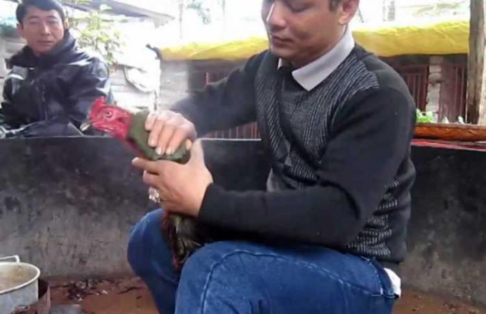 Gà bị thua phải làm gì để gà mau hồi phục sức khỏe? 
