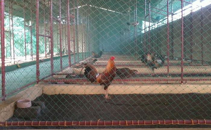 Hướng dẫn làm chuồng gà nhanh và đơn giản 